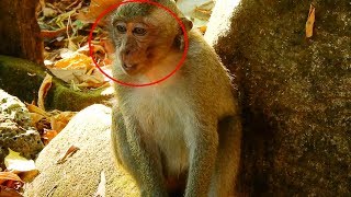 He Cry Loudly Because Mom Busy Take Care Newborn Baby Monkey