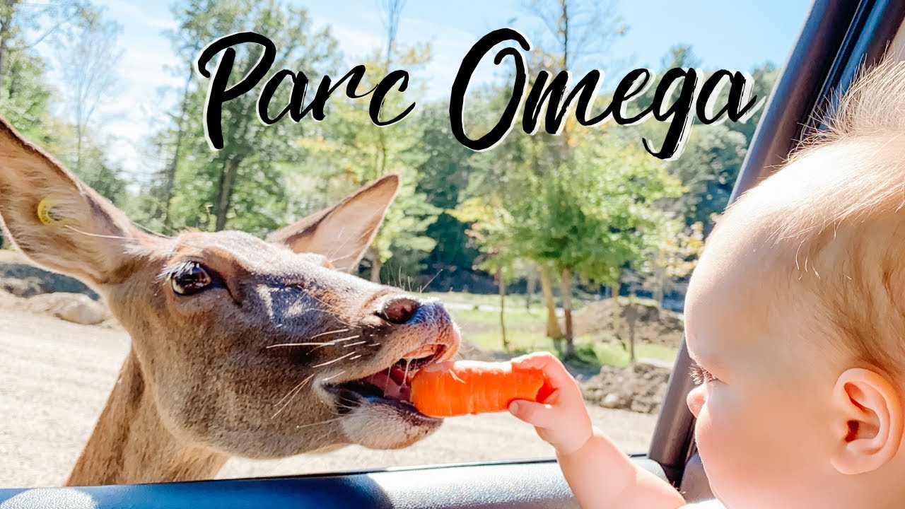 Parc Omega / Omega Park Animal Drive Through Park Canada Family