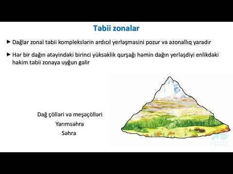 Video: İynəyarpaqlı meşədə bəzi istehsalçılar hansılardır?