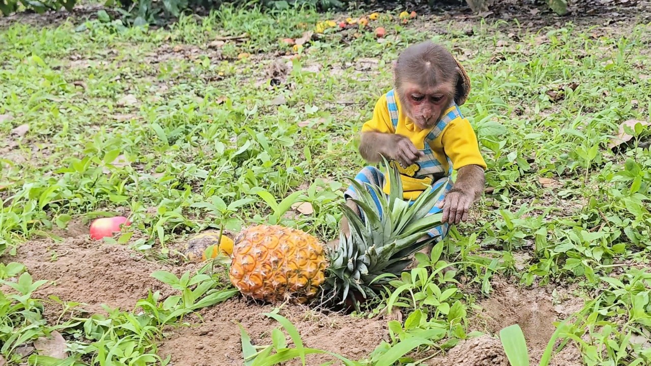 Future Farmer! SU Comical Plan for a Big Fruit Paradise!
