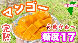 モンチッチ ご当地 宮崎 マンゴー 宮崎限定 マンゴー ご当地 モンチッチ の通販 by superfly's