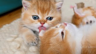 姉猫を愛情いっぱいにグルーミングする思いやりのある弟猫