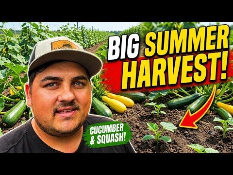 SEEDING Tomatoes, Cucumbers and Zucchini
