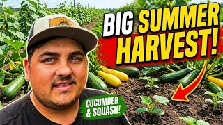 SEEDING Tomatoes, Cucumbers and Zucchini