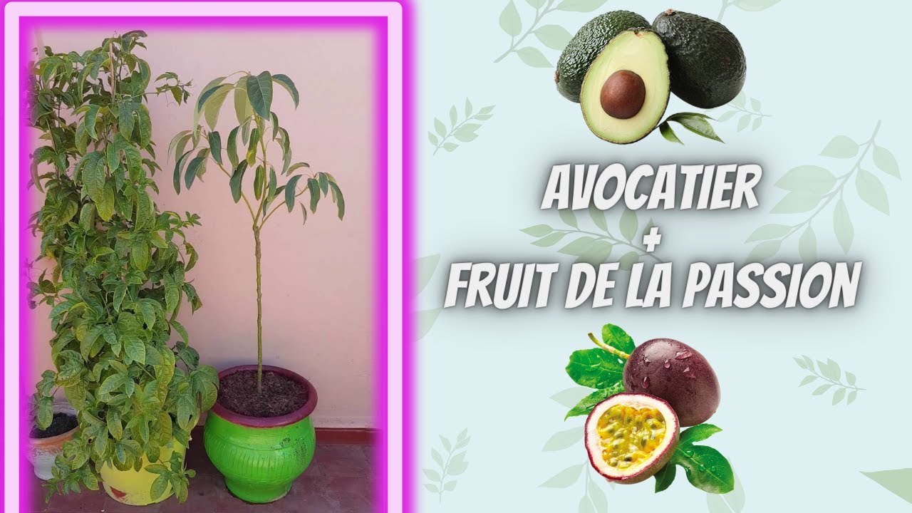 Avocatier + Fruit de la passion au Maroc en pot | Plantes tropicales au ...