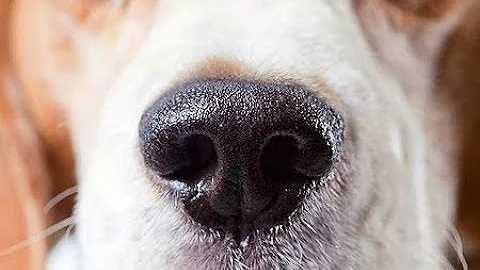 Quanto è potente l'olfatto di un cane?