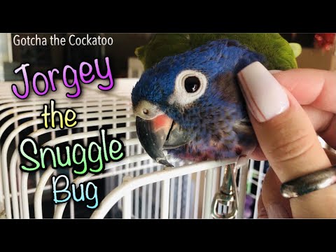 Video: Derbyan Parakeet
