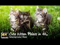 Kittens 4K - Cute Kitten Videos in 4K - Most Adorable Pets of all time