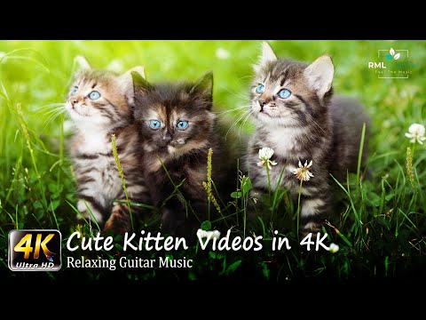 Kittens 4K - Cute Kitten Videos in 4K - Most Adorable Pets of all time