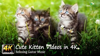 Kittens 4K - Cute Kitten Videos in 4K - Most Adorable Pets of all time by RELAXATION MEDITATION LAB CHANNEL 400,260 views 3 years ago 1 hour, 9 minutes