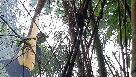 Tổ Ong Khoái Khủng Đẹp Tuyệt Vời Mùa Vàng Tràn Mật Thiên Nhiên | Núi Rừng Đông Bắc