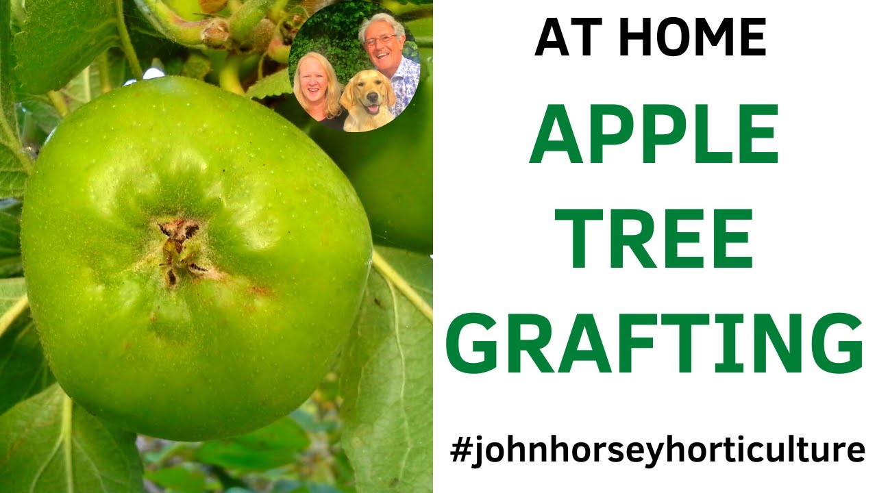 MASTERING APPLE TREE GRAFTING STEP-BY-STEP GUIDE WITH JOHN HORSEY