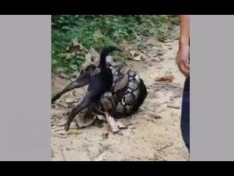 პითონმა ძაღლი დაიჭირა, ადამიანებმა ის გადაარჩინეს