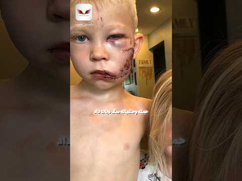 یه جمله برای این مرد کوچولو بنویس Ufc مبارزه بوکس دانستنی های جالب دنیا مردانگی