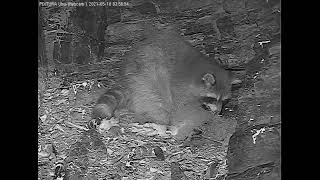 18/05/2021 03:43 Caution! Sad end! 1/2 (No sound!) Raccoon eats both owlets (EagleOwl,Germany,Eifel)