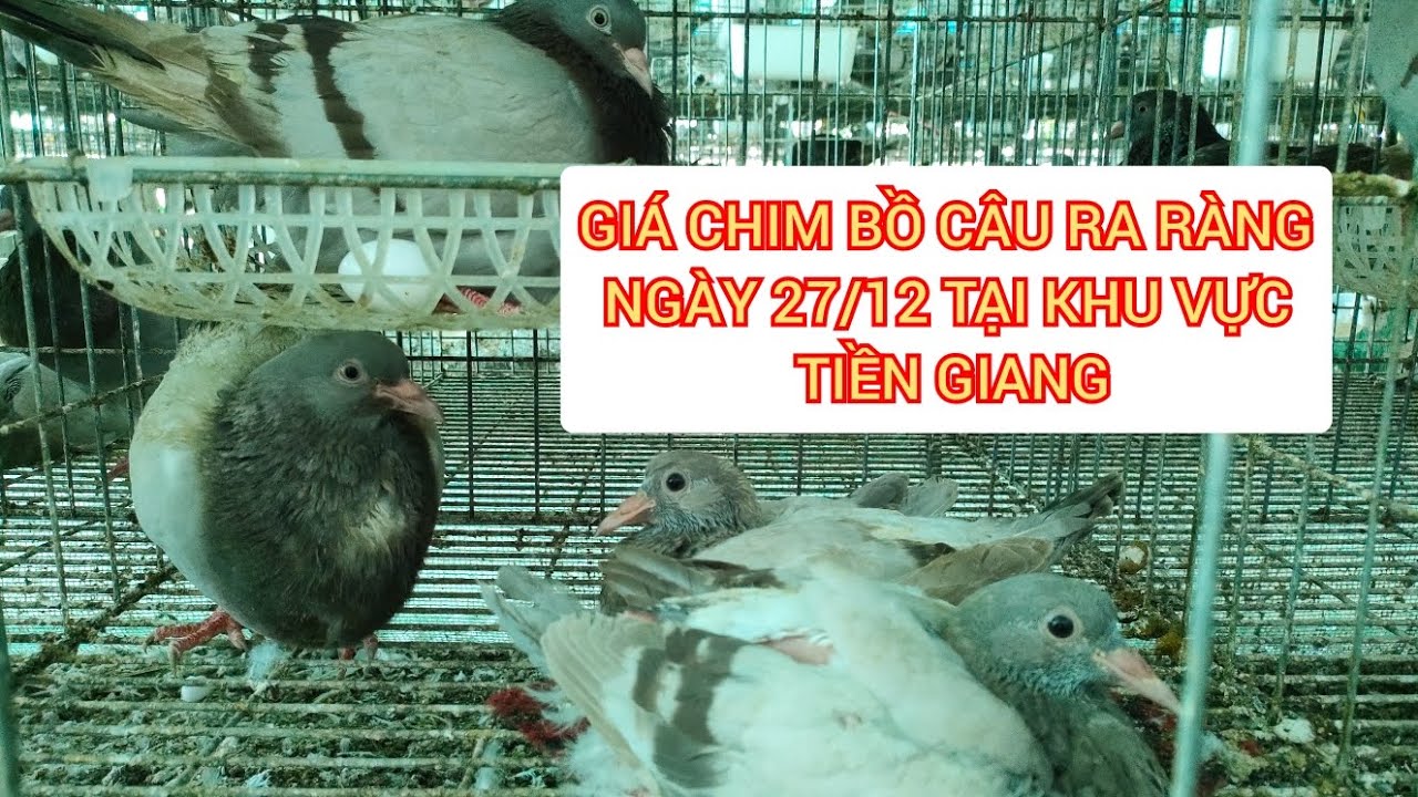 Giá Chim Bồ Câu Ra Ràng Ngày 27/12 Tại Khu Vực Tiền Giang | Trại Bồ Câu Titan Út Huệ