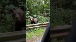 Безответственные латвийцы кормят медведей на обочине дороги