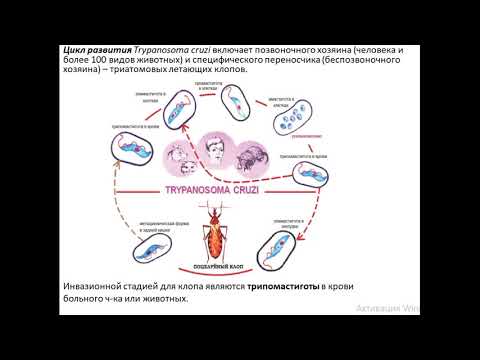 Video: Ģeneralizētas Saimnieku Sugas Veicina Trypanosoma Cruzi Vektora Infekciju Eļļas Palmu Plantācijās Orinoco Reģionā, Kolumbijā