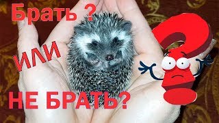 Стоит ли заводить африканского ежика ?