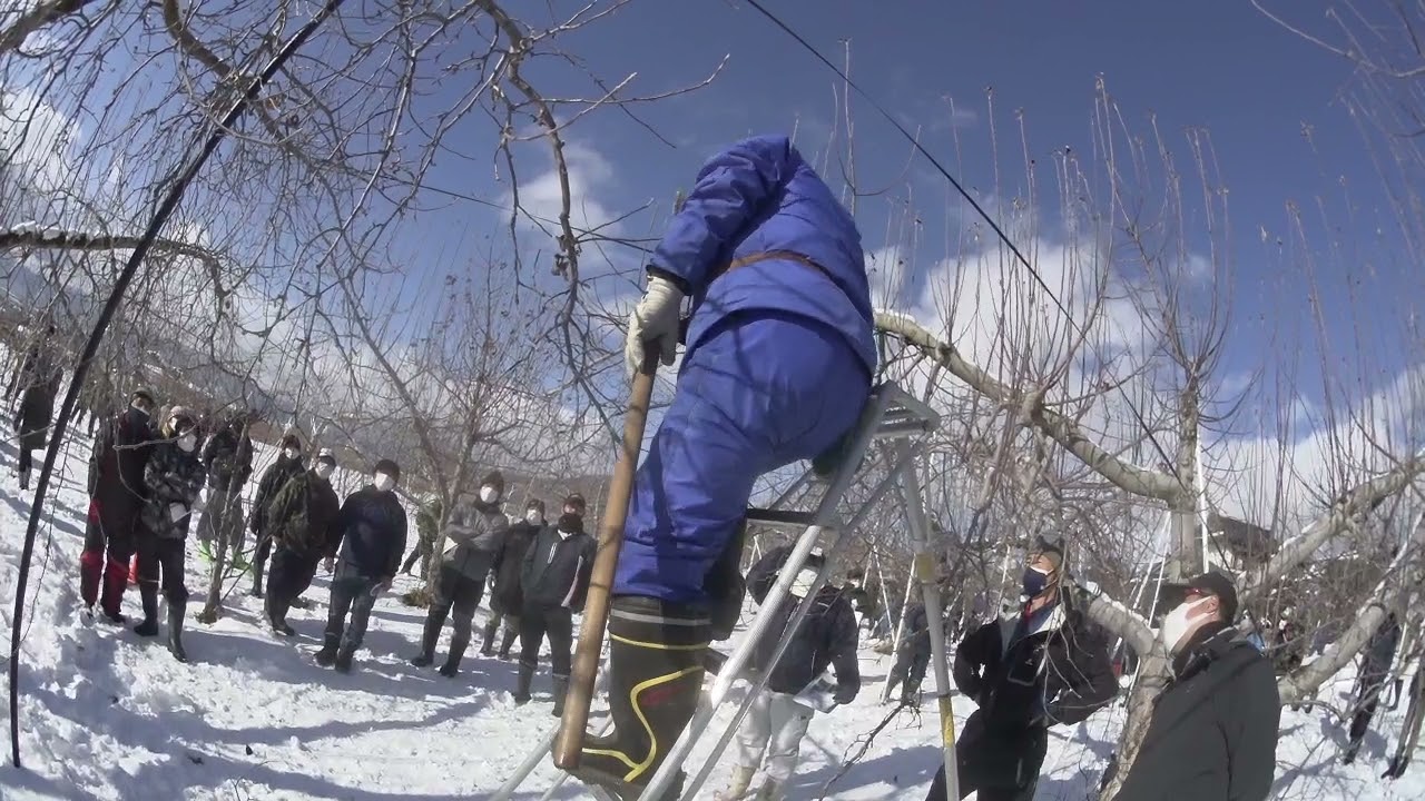 20220105長野県果樹研究会リンゴ部会1333～普通樹剪定交流会・玉井氏