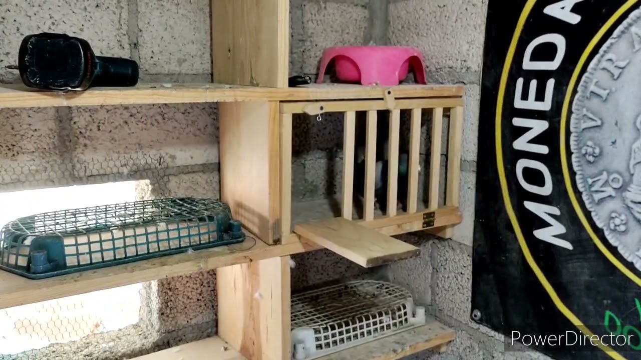 Puertas para los cajones de las reproductoras#palomas #palomasmensajeras #colombofilia