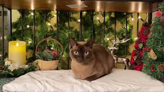 ✨🎄 Relaxing Peaceful Christmas Music 🎀 ✨ Cozy Cat Corner 😻 Soothing Instrumental Christmas Music 🎁