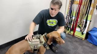 How to put on a tactical dog harness