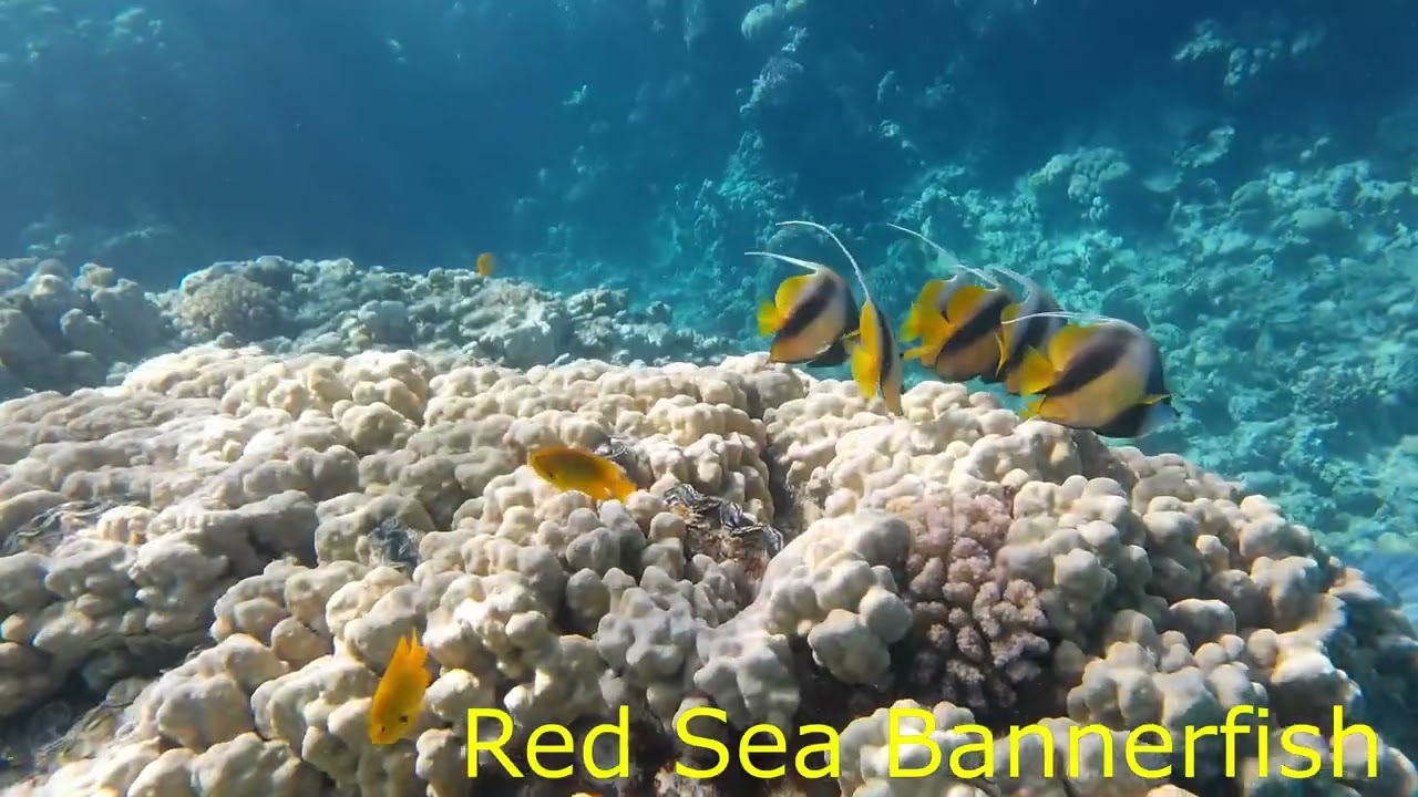 Red sea bannerfish