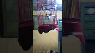 Download Lagu Buat belajaran balibu MP3