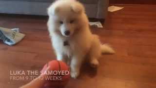 Luka  Samoyed puppy 912 weeks old