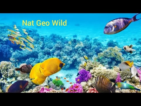 Nat Geo Wild. Мир дикой природы. Большой Барьерный риф.