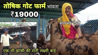 ईद वाले बकरे ₹19000 पट्टी | toshik goat farm bhanwta | goat farming | pkraj vlogs