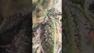 Daily update…phone died short videos sorry