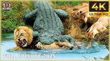 THE CROCODILE: Nature’s Most Patient Predator Strikes in Silence! | Animal Documentary