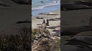 Elephant Seal Pacific Coast Highway Pacific Ocean #pacificcoasthighway #shorts #elephantseal