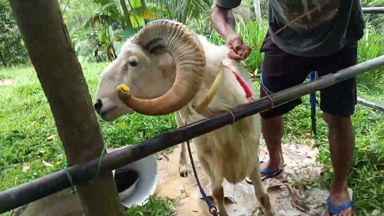 PETERNAK MUDA, DOMBA GARUT#funny