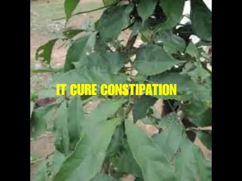 FIVE INCREDIBLE HEALTH