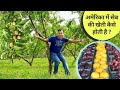 अमेरिका में सेव की खेती और किसान AMAZING Peach and Apple Farm in USA | अमेरिका में फल की दुकान