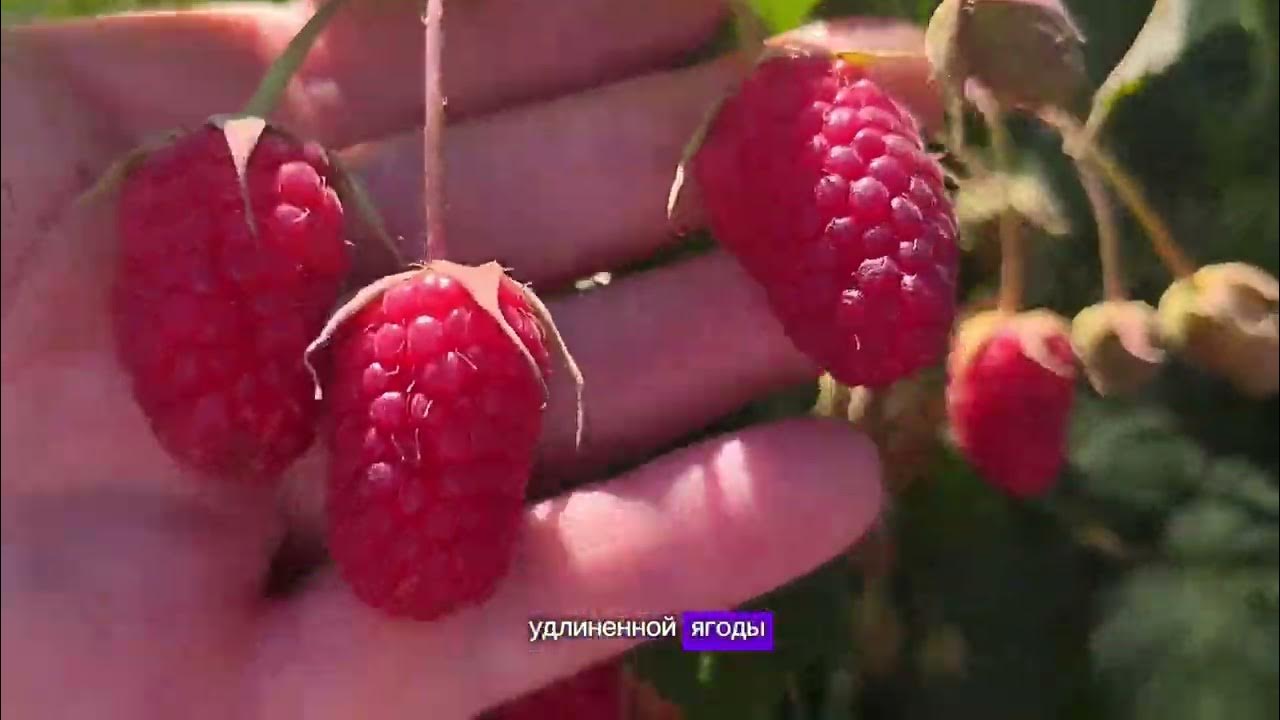 Малина ремонтантная Сластиха купить саженцы малины