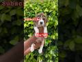 Begale Female Puppy For sale #puppy #dog #trending #dogpuppy #viralshort #hyderabad #puppyshorts #og