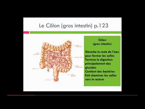 Vidéo: Pedialyte est d'accord pour donner aux chiens déshydratés! Conseils pour garder votre chien en sécurité pendant l'été