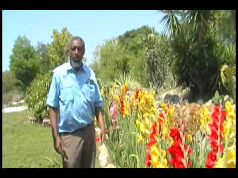 Gladiolus in SW Florida.wmv