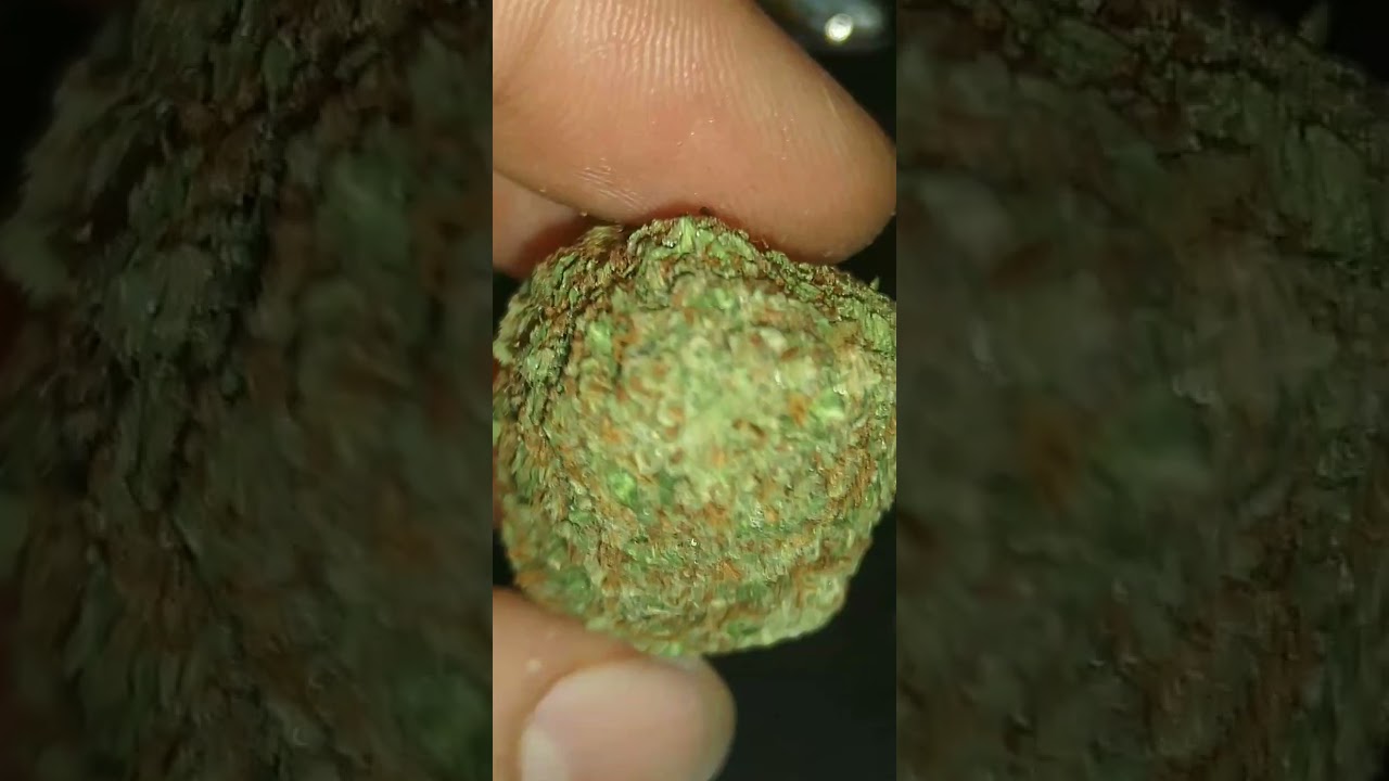 real gorilla zookies!💯🦍