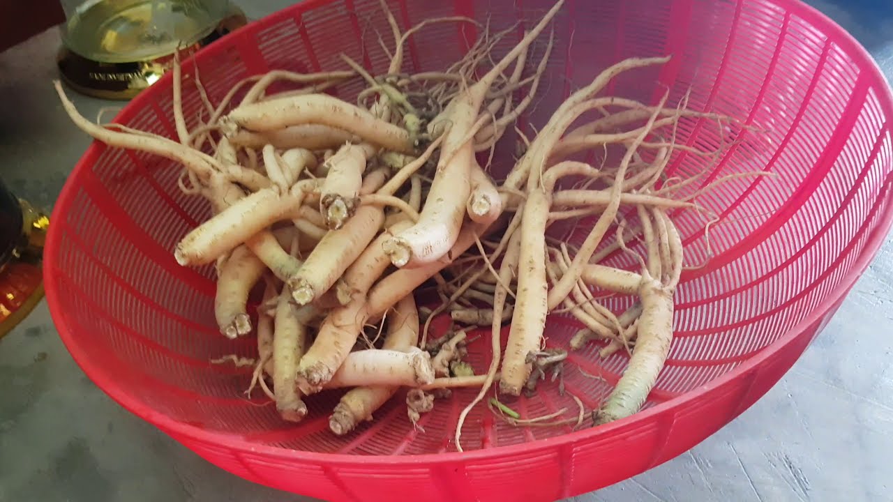 Cách ngâm rượu sâm dây ngọc linh tươi