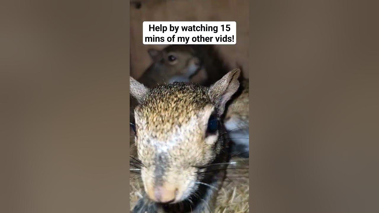 New Number squirrel squirrels squirrelfriend YouTube