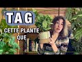 Passion plantes i tag cette plante que rflexions autour des plantes