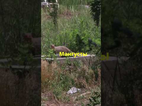 Мангусты и их способности #мангуст #природа #animals #animalfacts #животные