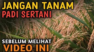 KELEMAHAN PADI SERTANI 14 VERSI GIARTA PRODUCTION