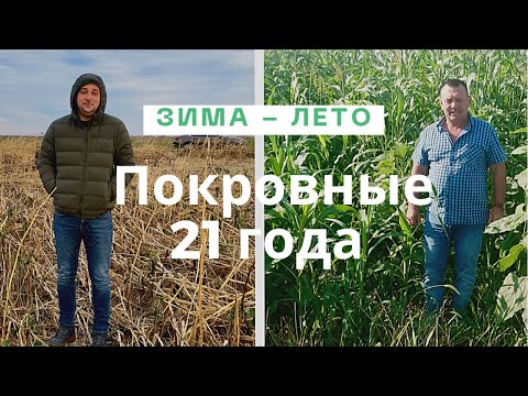 Покровные культуры зимой