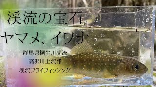 イワナ釣り】【ヤマメ釣り】群馬県桐生川支流高沢川上流部フライ